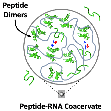 Manuscript Accepted to JACS