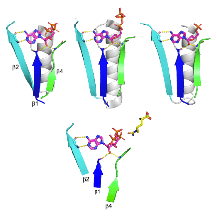 Manuscript Accepted to Critical Reviews in Biochemistry and Molecular Biology